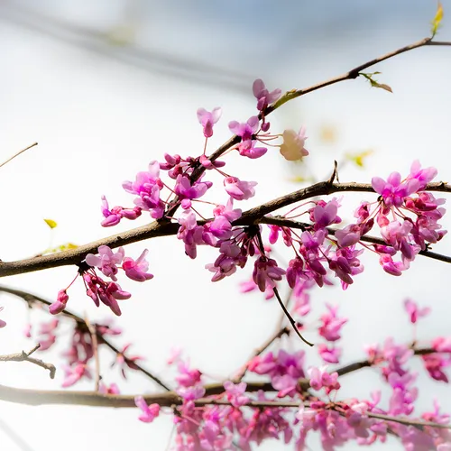 Redbud 1