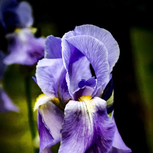 Iris 2018