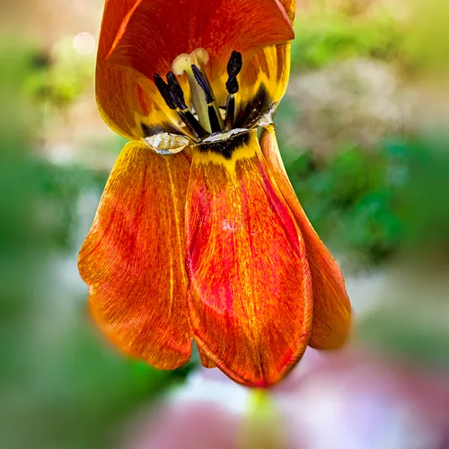 Tulip 2