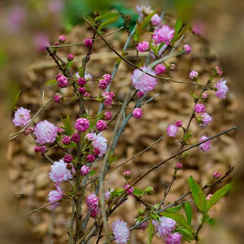 Pinkflower 1