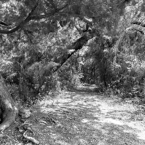 Cedarkey 5 B&W