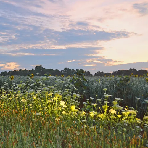 Hoffner Farm 20
