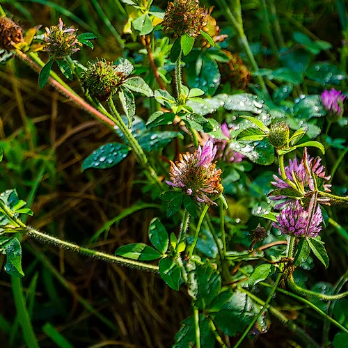 Clover 1