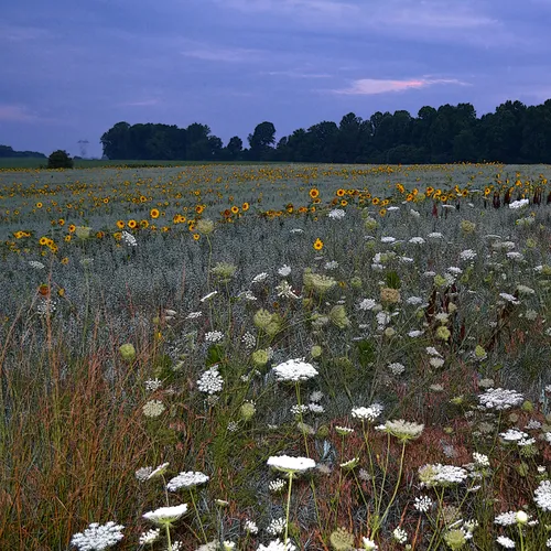 Hoffner Farm 26