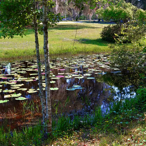 Crosbylilies 3