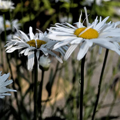 White Daisies Wc