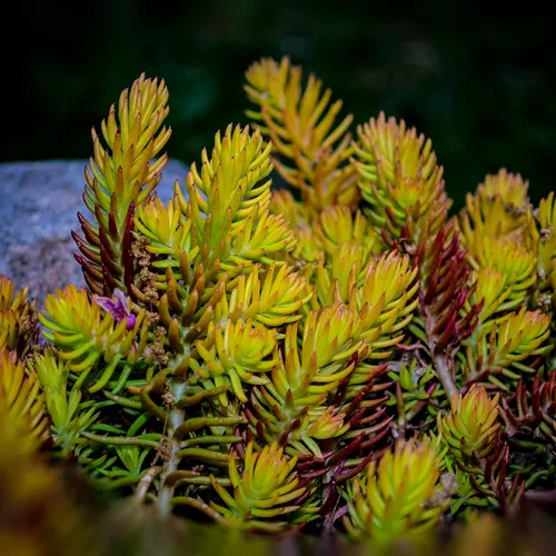 Iceplant 3