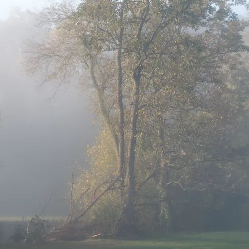 Sloan Fog