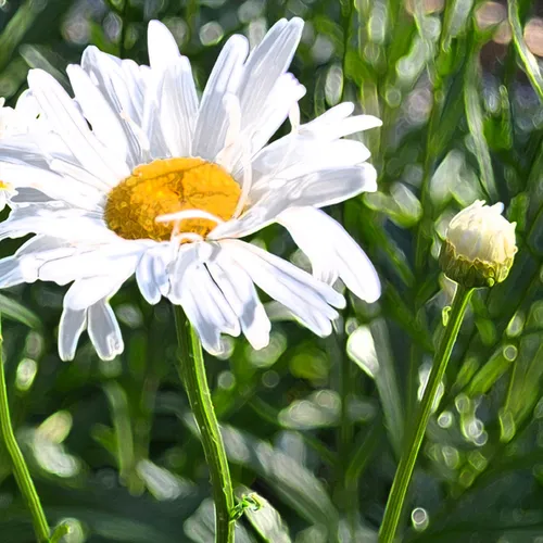 Daisy Accented