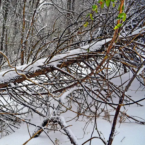 Downed Tree Wc