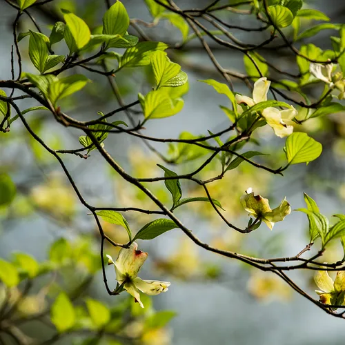 Dogwood 2