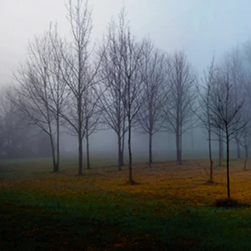 tree Panorama 1 a