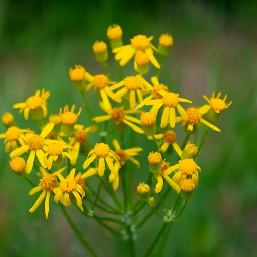 Yellowdaisy 4