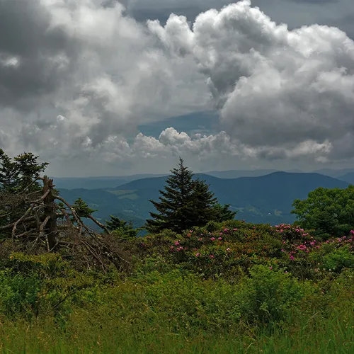 Roan 1