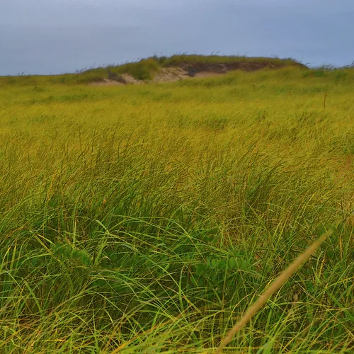 Cape Cod 12