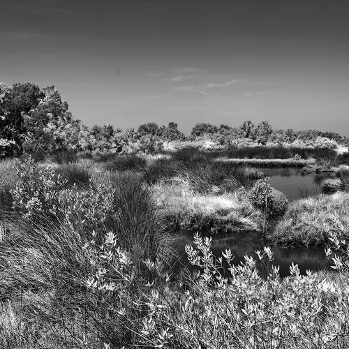 Cedarkey 10 B&W