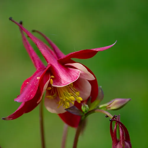 Flower 3