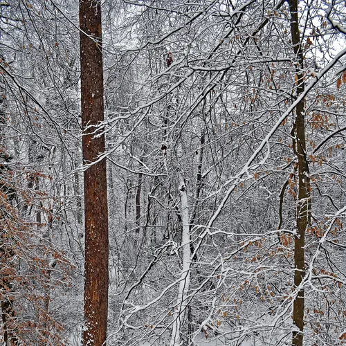 Creek Branch 8
