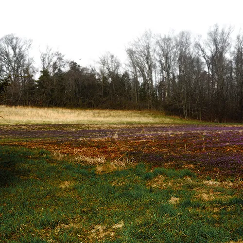 Purple Field 3