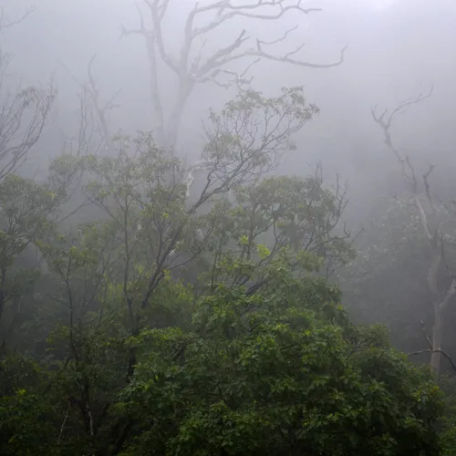 Treesandfog 2