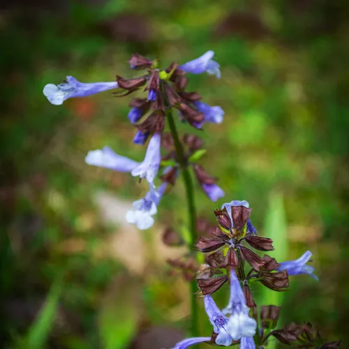 Purpleweed 1