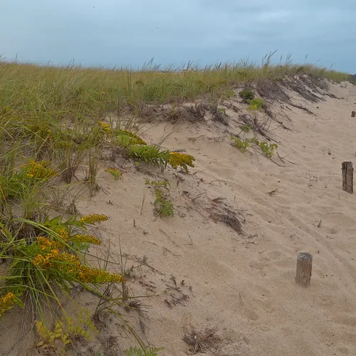 Cape Cod 11