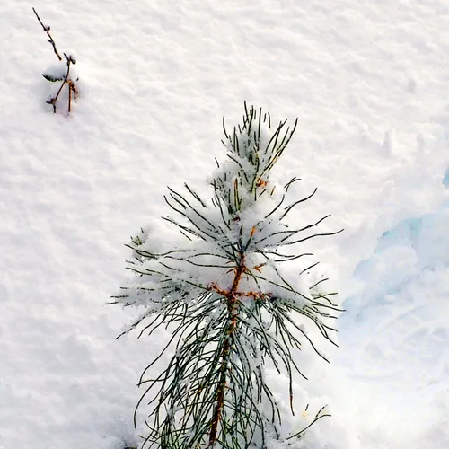 Little Tree