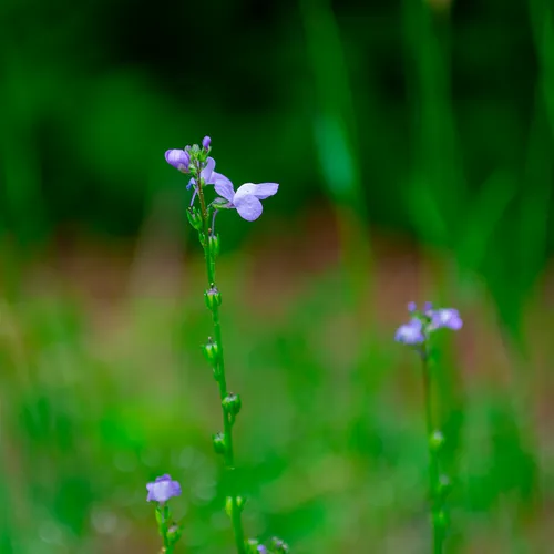 Purplewildflower 1