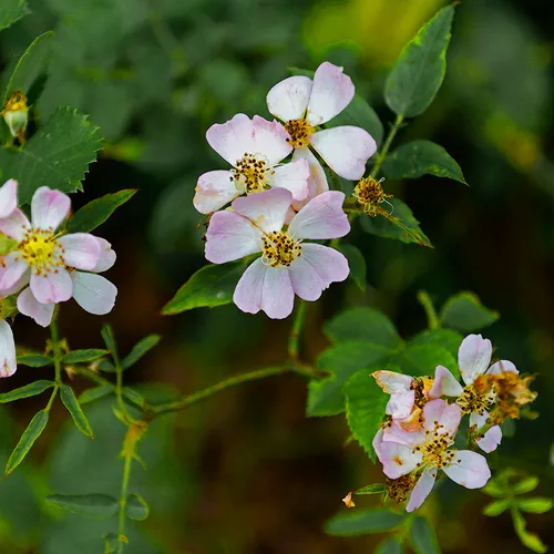 Wildrose 2