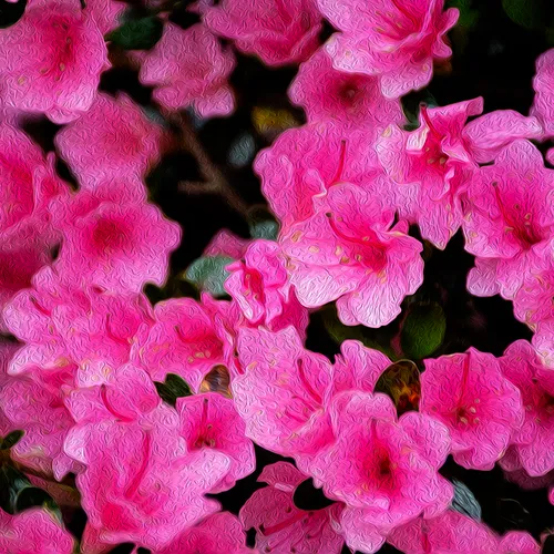 Pinkazalea 2