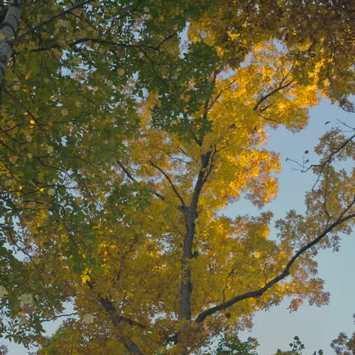 Sunset Trees