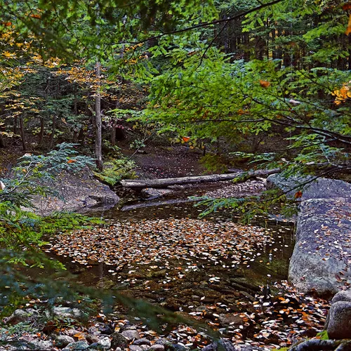 Forest