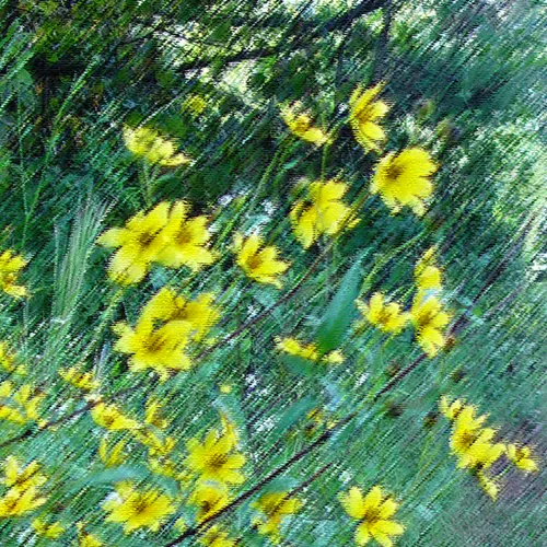 Walkway Daisies