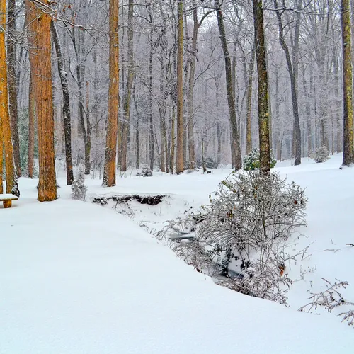 Yard Snow 5