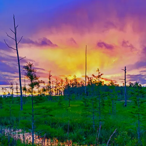 Flswamp 7