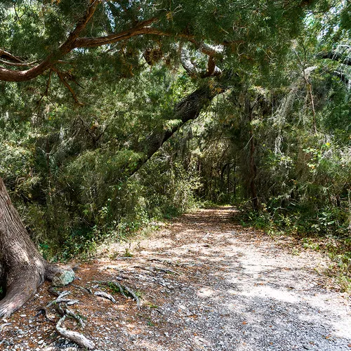 Cedarkey 5