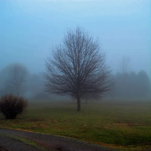 2015 Tree Reflect 2