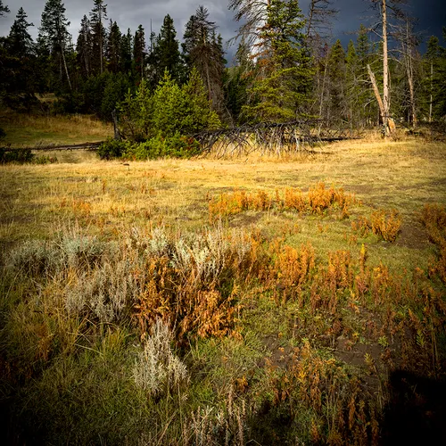 Yellowstone 37