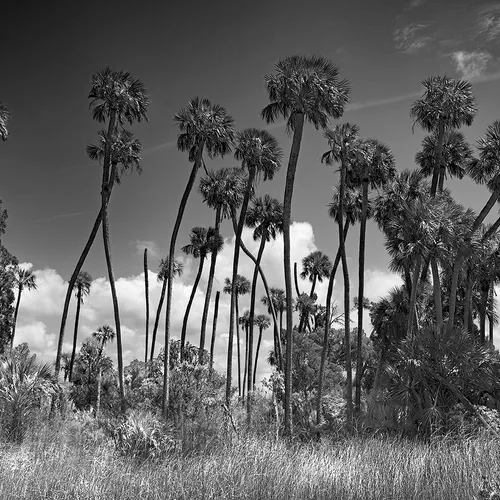 Cedarkey 7 B&W