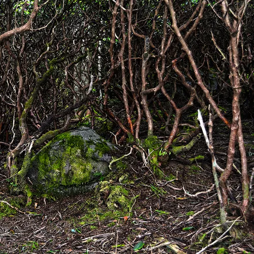 Roantrail 3