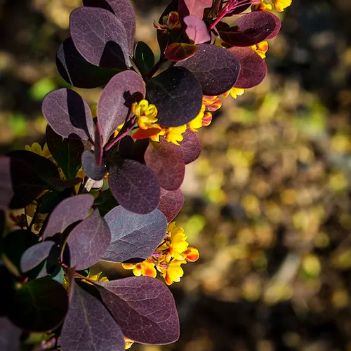 Flower 1