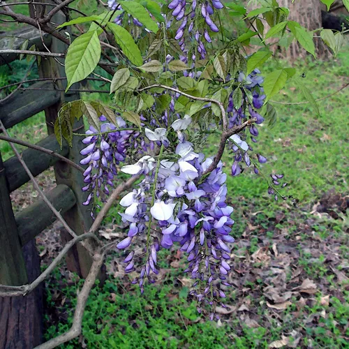 Wysteria 2 wc