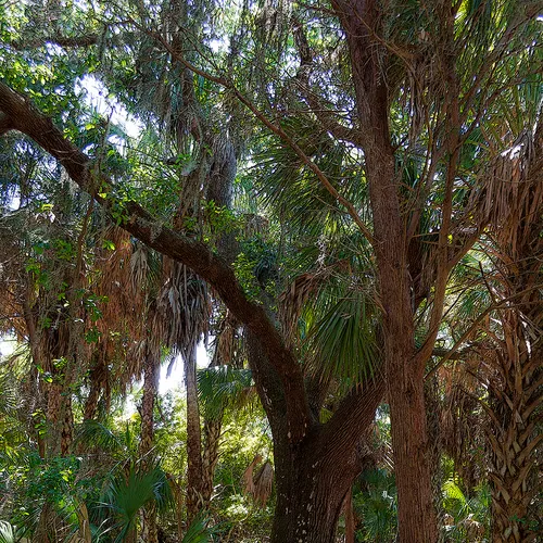 Cedarkey 8
