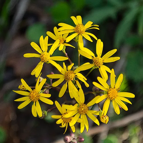 Wildflowersabrams