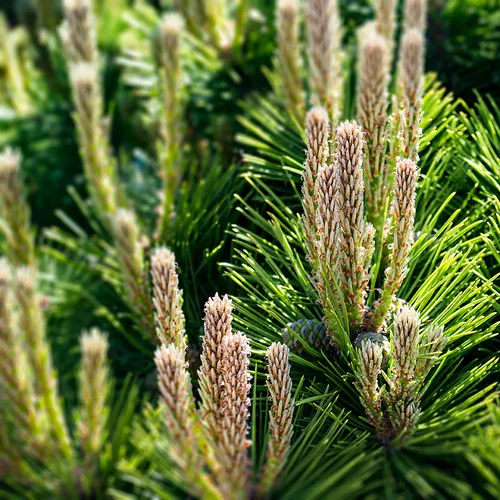 Pine 1