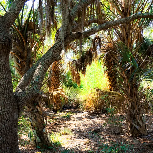 Cedarkey 13