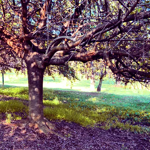 Tree Sloan