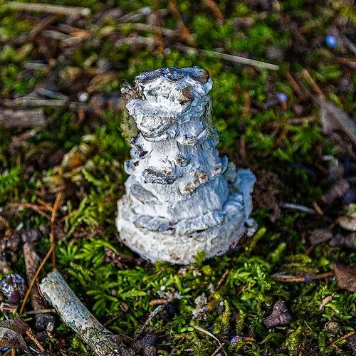 Toadstool 4