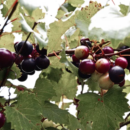 Grapes 2
