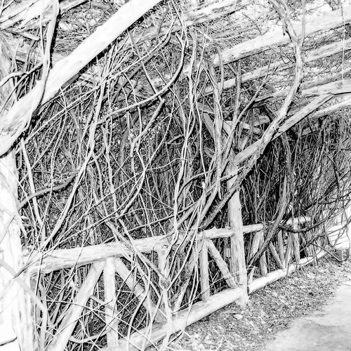 Arbor 1